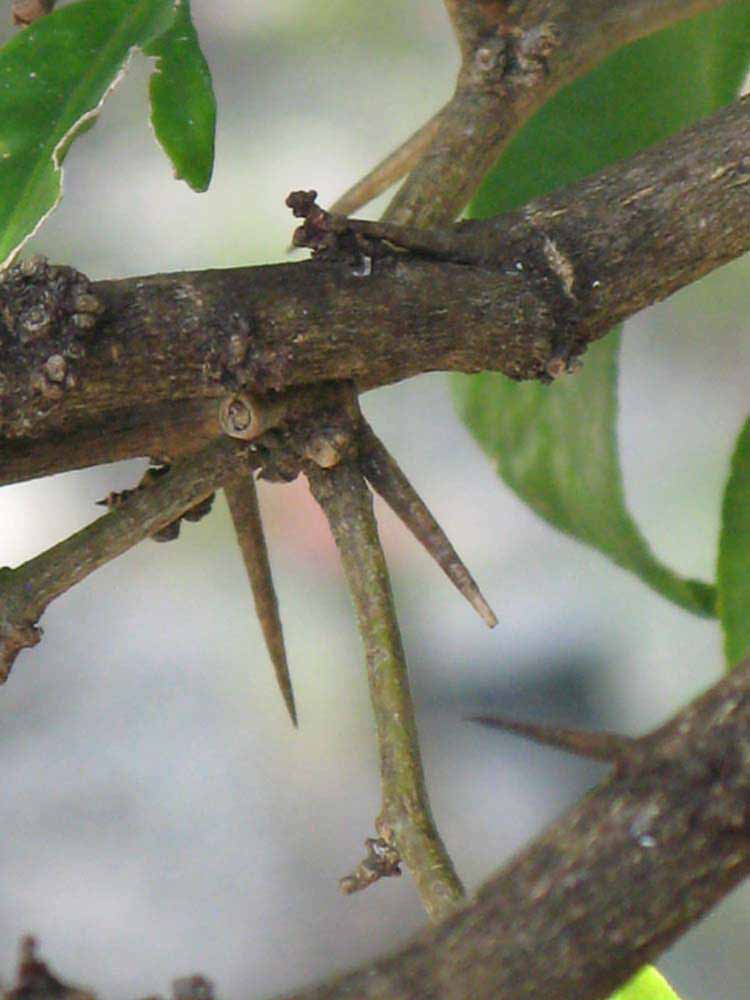              Second - third year twig (Winter Haven, FL)       